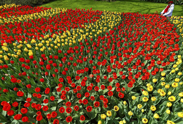 (Foto) Taman Keukenhof, Taman Bunga Terbesar di Dunia