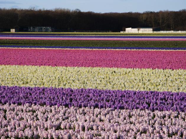 (Foto) Taman Keukenhof, Taman Bunga Terbesar di Dunia