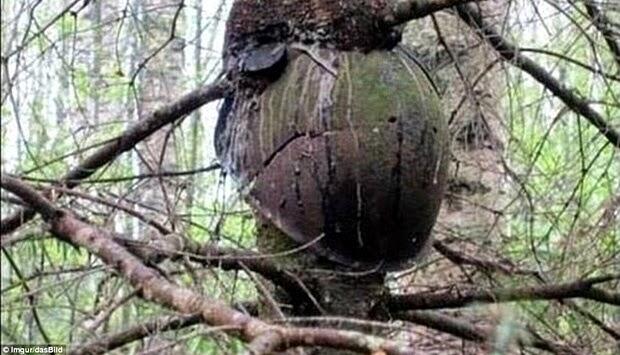 SENJATA YANG TERTANAM DI POHON RATUSAN TAHUN SISA DUNIA PERANG KEDUA GAN