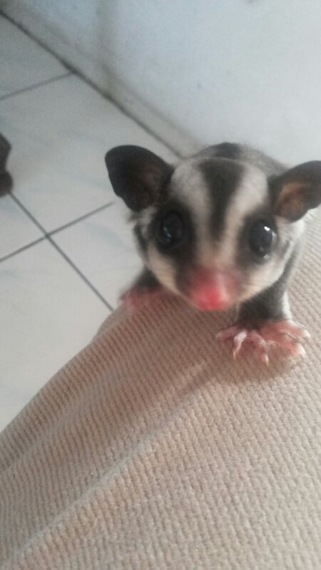 sugar glider jantan 2 bulan