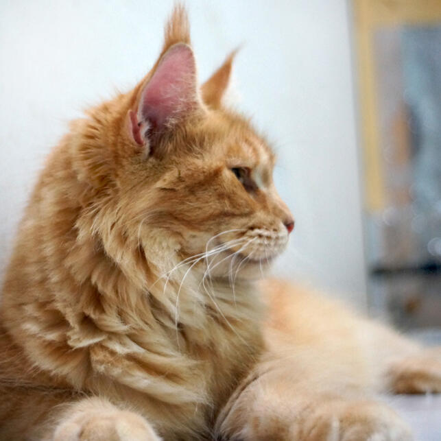 Maine Coon Lovers? Come Here!!! ^__^ - Page 57 | KASKUS