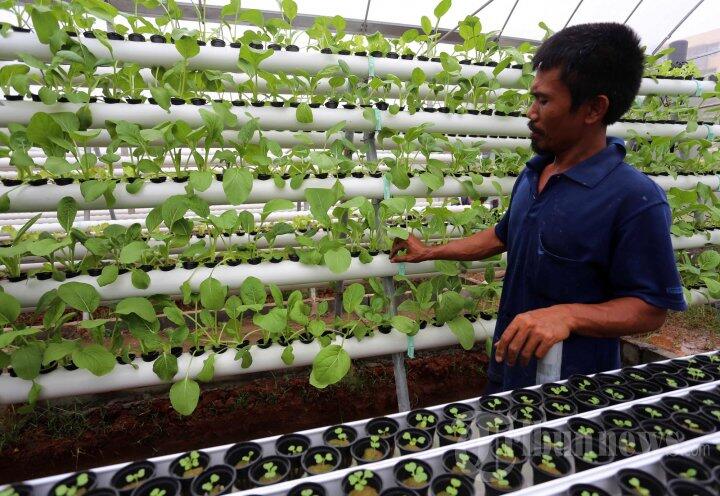 ( Gak Pake Pisimisi ) Rp 450 Juta dari Jokowi untuk Rumah Hidroponik di Rusun Marunda