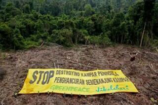 Hutan dan Makam Leluhur Dirusak, Warga Minta Presiden SBY Turun Tangan