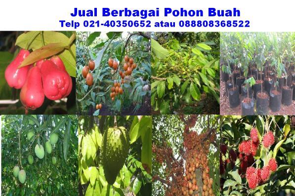 Cari Jual Pohon Buah  Anggur KASKUS