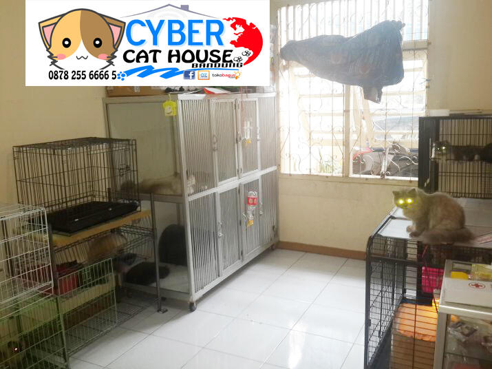 ♛ BAKSOS VAKSIN KUCING BANDUNG! MARI2 DATANG! BANYAK MPUS KUMPUL LHO!