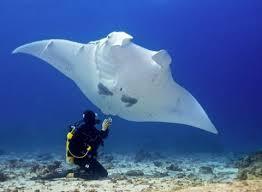 &quot;Pari Manta&quot; Binatang Laut Cantik Yang Harus Dilindungi !! #SaveManta