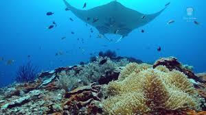 &quot;Pari Manta&quot; Binatang Laut Cantik Yang Harus Dilindungi !! #SaveManta