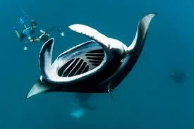 &quot;Pari Manta&quot; Binatang Laut Cantik Yang Harus Dilindungi !! #SaveManta