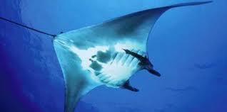 &quot;Pari Manta&quot; Binatang Laut Cantik Yang Harus Dilindungi !! #SaveManta