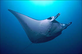 &quot;Pari Manta&quot; Binatang Laut Cantik Yang Harus Dilindungi !! #SaveManta