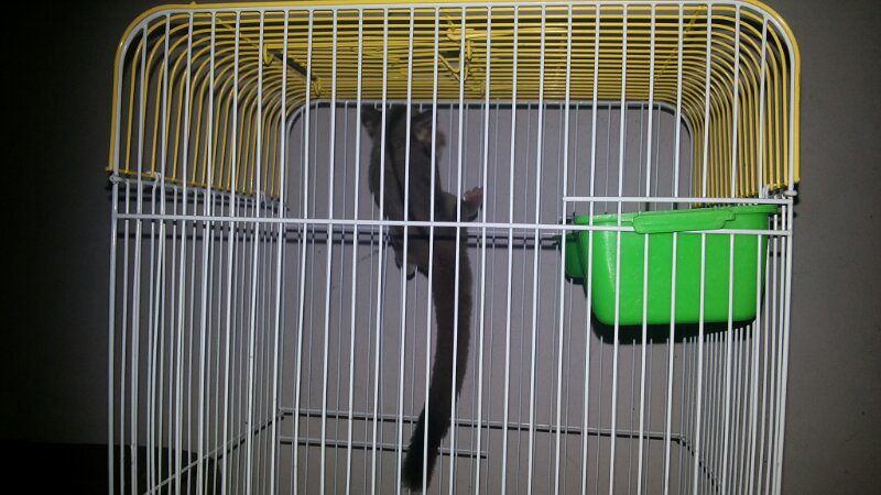 sugar glider 3-4bulan