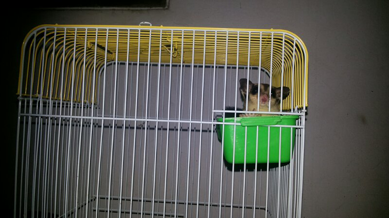 sugar glider 3-4bulan