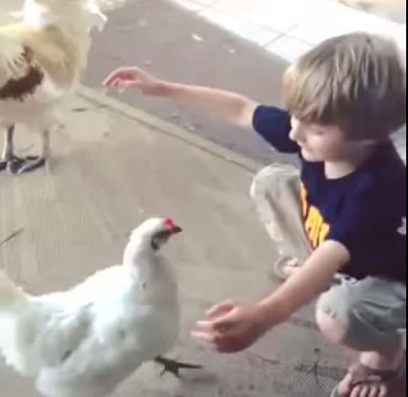 Ayam vs Bocah : Peristiwa Mengharukan - Seumur hidup baru nyaksikan hal seperti ini