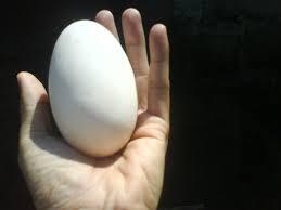 9 jenis telur yang aman di konsumsi 
