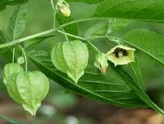 17 Buah-buahan Indonesia Yang Enak &amp; Langka