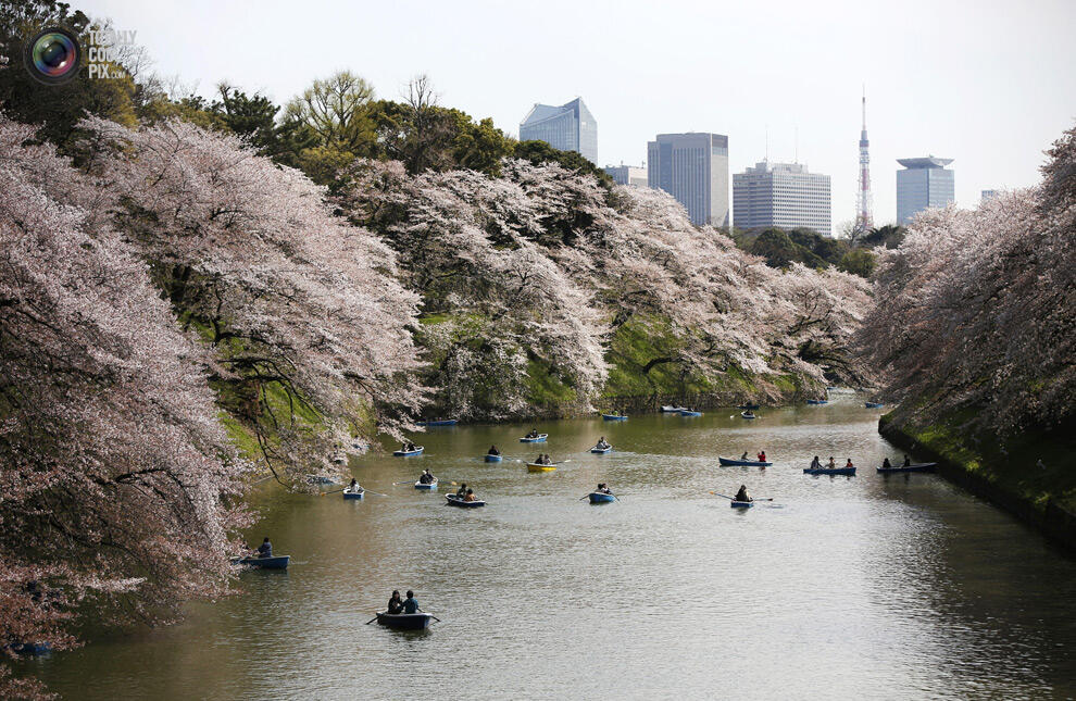 Indahnya Bunga sakura yang mulai mekar di Tokyo Dan Washington !