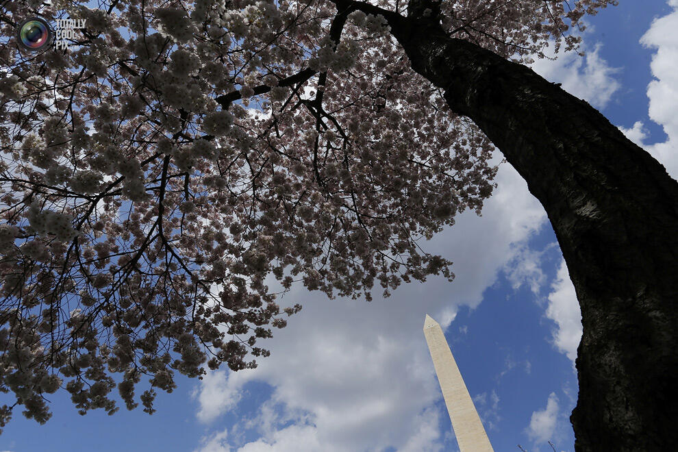 Indahnya Bunga sakura yang mulai mekar di Tokyo Dan Washington !