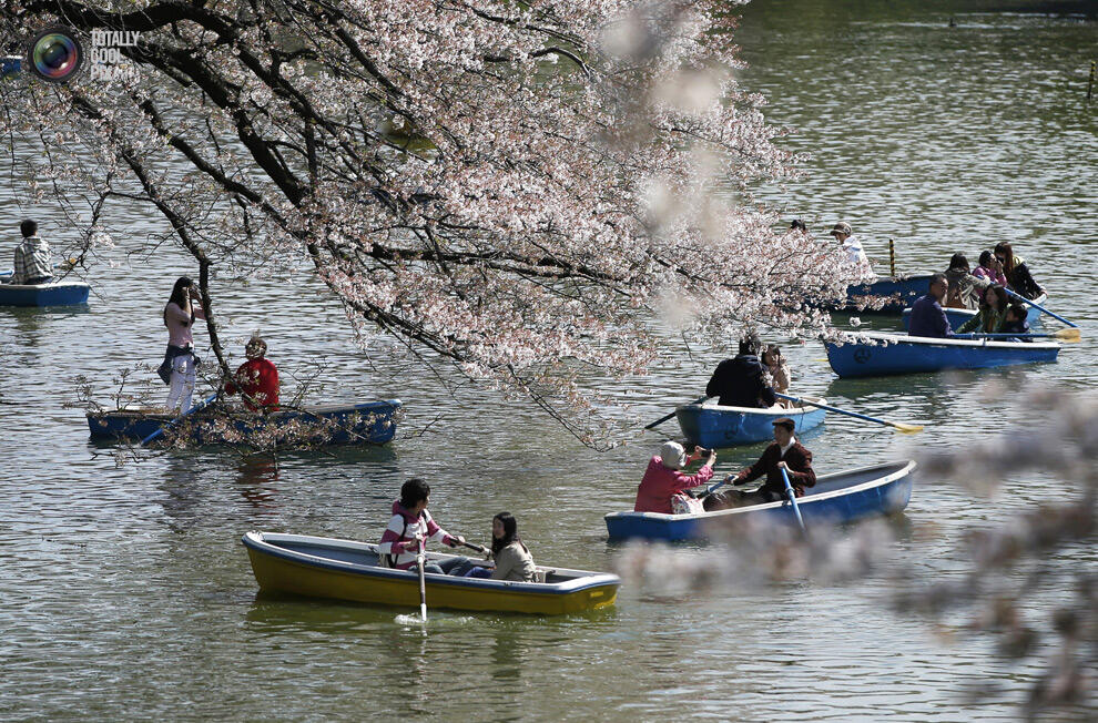 Indahnya Bunga sakura yang mulai mekar di Tokyo Dan Washington !