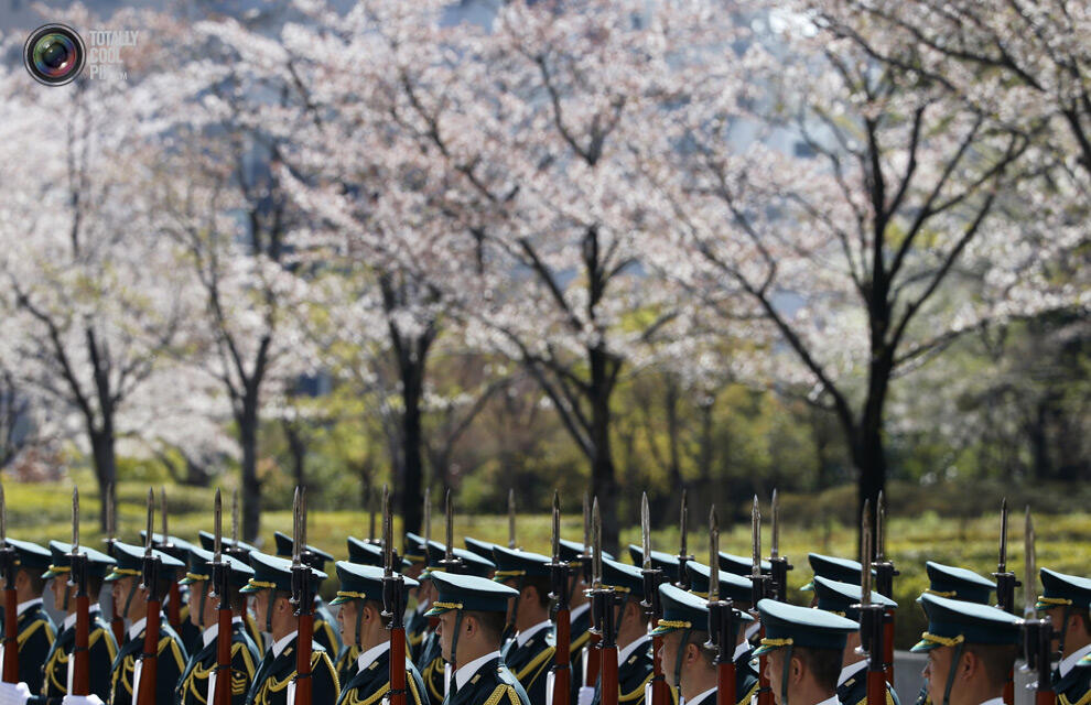 Indahnya Bunga sakura yang mulai mekar di Tokyo Dan Washington !