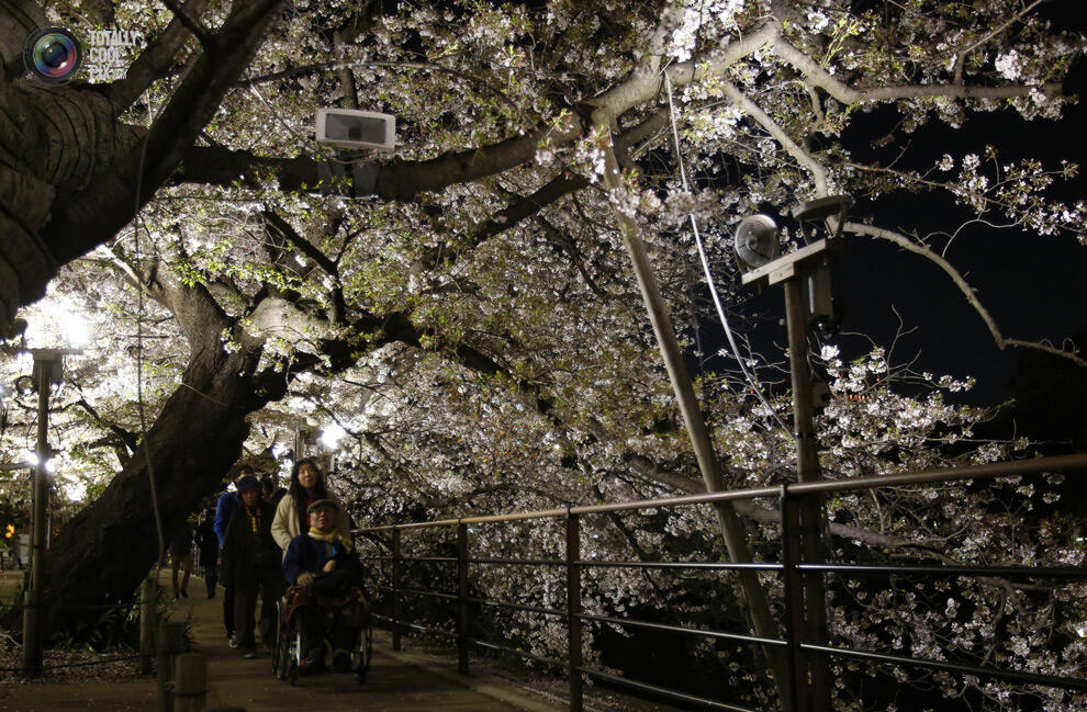 Indahnya Bunga sakura yang mulai mekar di Tokyo Dan Washington !