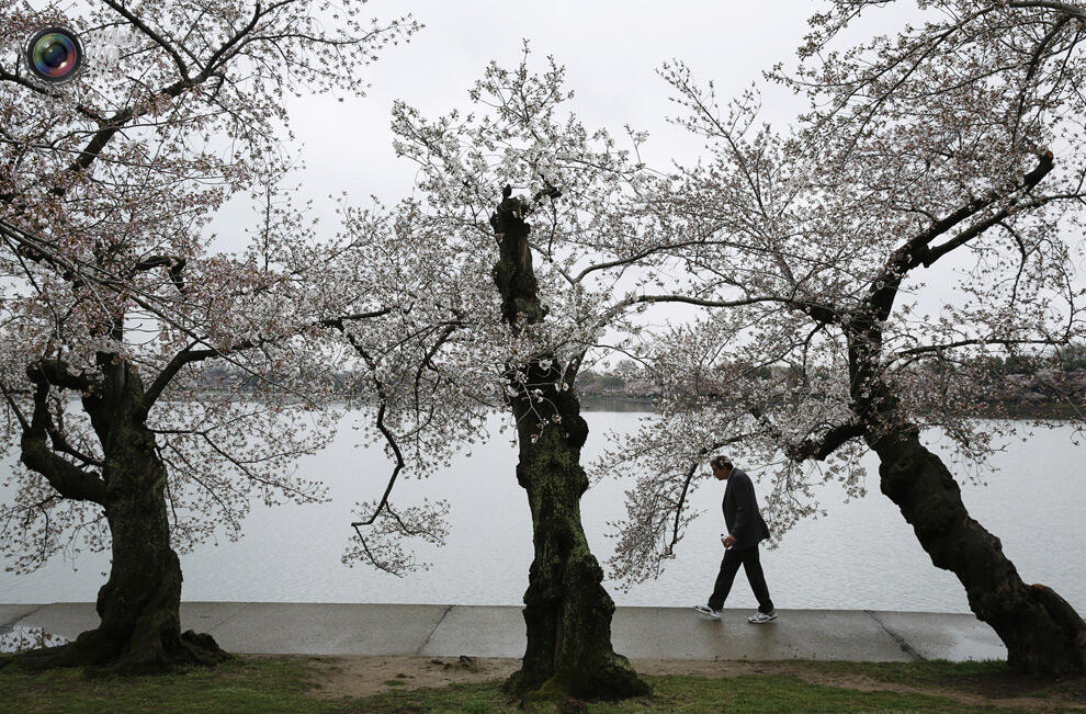 Indahnya Bunga sakura yang mulai mekar di Tokyo Dan Washington !