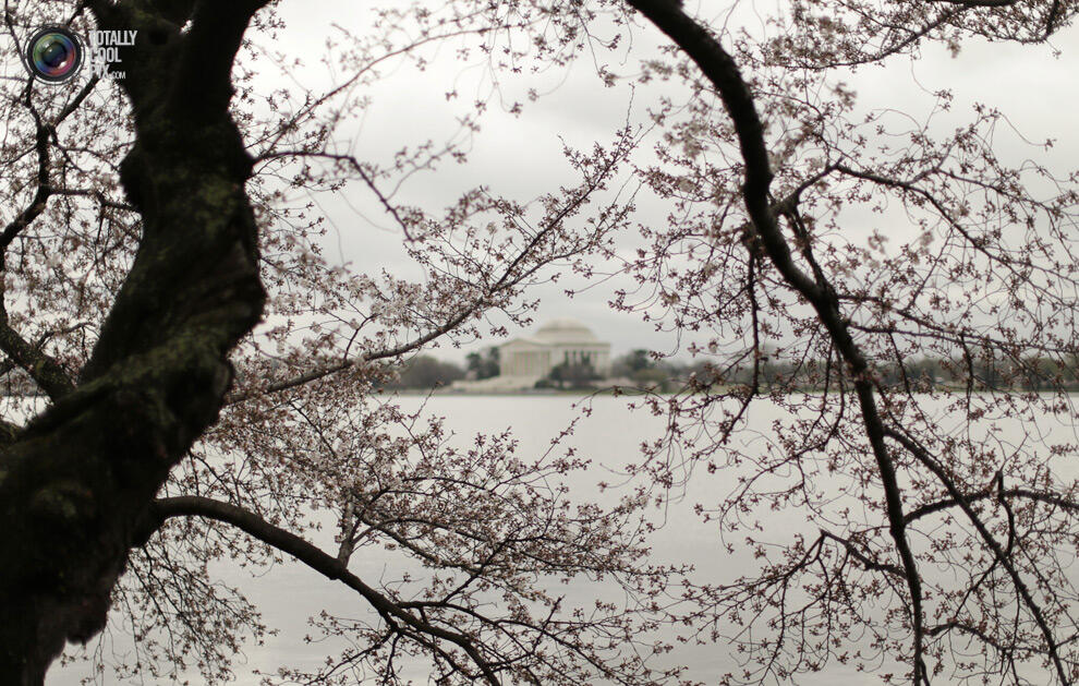 Indahnya Bunga sakura yang mulai mekar di Tokyo Dan Washington !