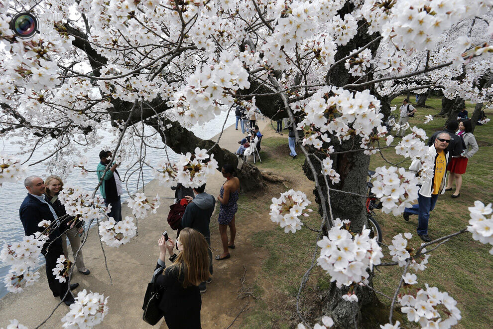 Indahnya Bunga sakura yang mulai mekar di Tokyo Dan Washington !