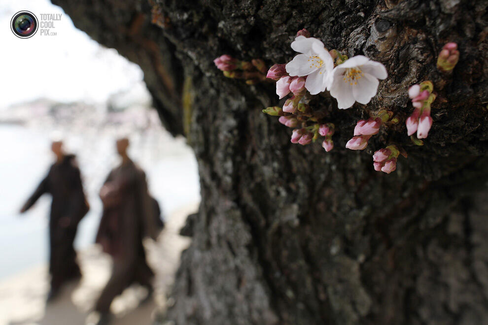 Indahnya Bunga sakura yang mulai mekar di Tokyo Dan Washington !