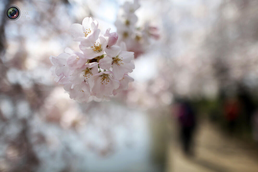 Indahnya Bunga sakura yang mulai mekar di Tokyo Dan Washington !
