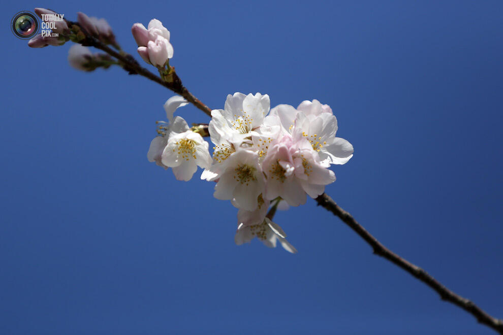 Indahnya Bunga sakura yang mulai mekar di Tokyo Dan Washington !