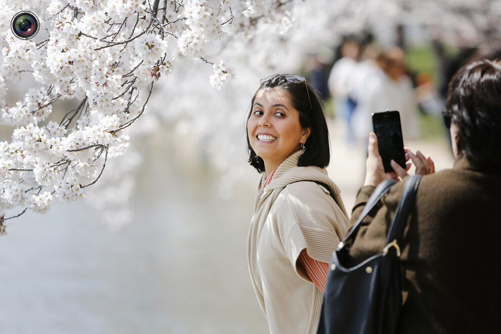 Indahnya Bunga sakura yang mulai mekar di Tokyo Dan Washington !