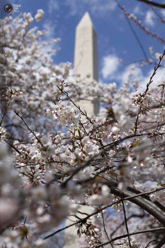 Indahnya Bunga sakura yang mulai mekar di Tokyo Dan Washington !
