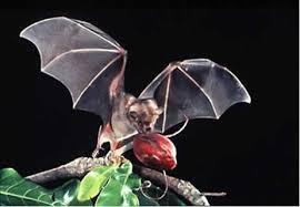 Fakta tentang &quot; DRACULA &quot;