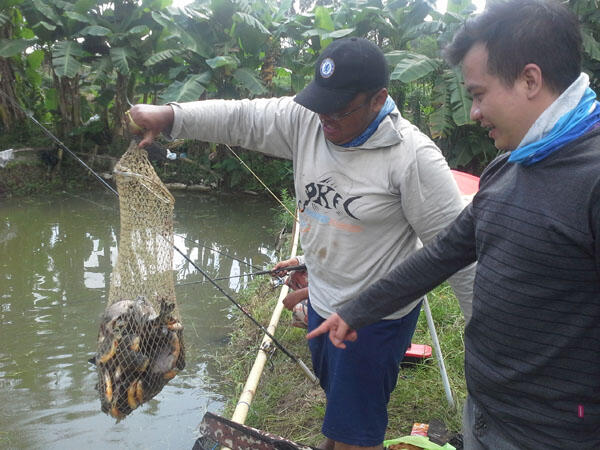 FR Minigath Cingreng Borong Kolam KFR. REG JOGJA