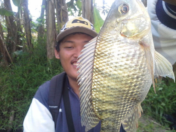 FR Minigath Cingreng Borong Kolam KFR. REG JOGJA