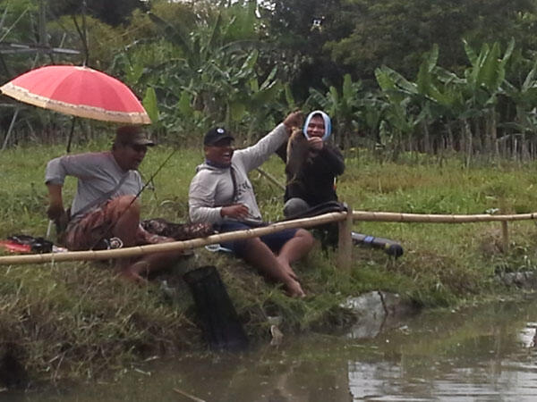 FR Minigath Cingreng Borong Kolam KFR. REG JOGJA