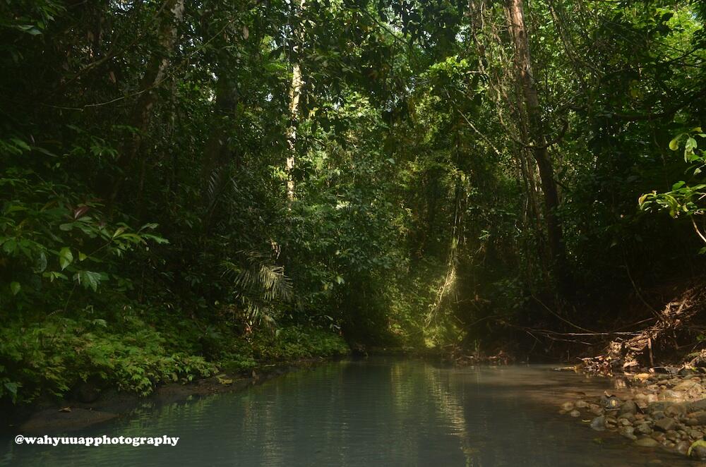 8 Hari Menjelajah Hutan Taman Nasional Bukit Barisan 