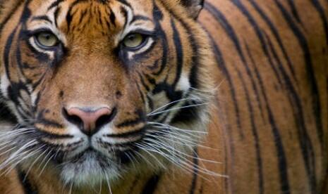 Fakta Menarik Seputar Harimau 