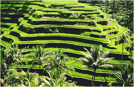 Tempat- Tempat Yang Dapat Dikunjungi di Bali