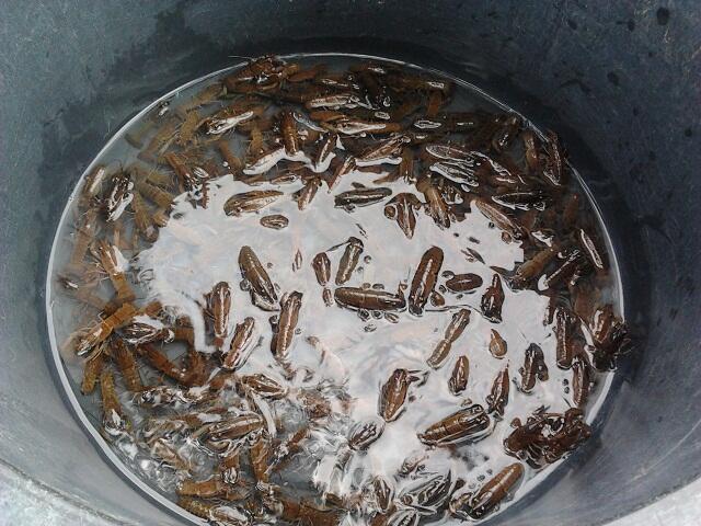 terjual jual benih dan indukan lobster air tawar bantul terjual jual benih dan indukan lobster air tawar bantul
