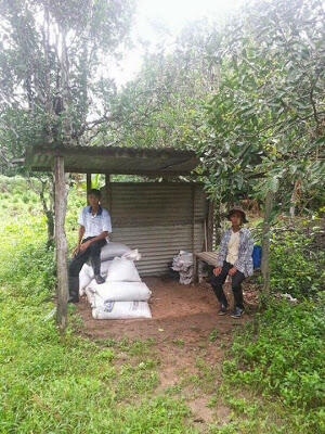 Mengenal Lebih Dekat Tentang Jawa Suriname