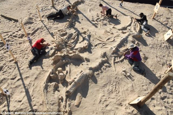 'Kuburan' Ikan Paus di Gurun Atacama, Chile