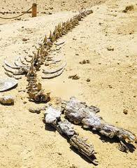 'Kuburan' Ikan Paus di Gurun Atacama, Chile