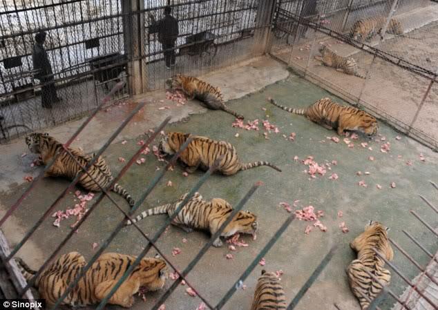 Save the Tiger !!!! 