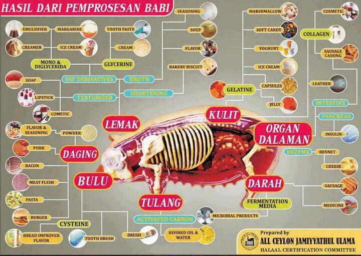 Waspada!! Kuas Makanan Dan Kosmetik Dari Bulu Babi