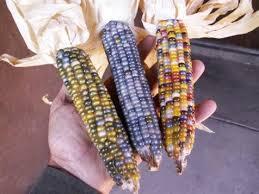 Unik! Jagung ini Miliki Buah dengan Biji Beraneka Warna