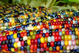 Unik! Jagung ini Miliki Buah dengan Biji Beraneka Warna