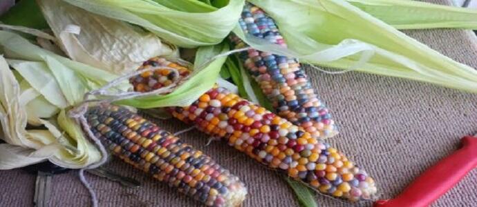 Unik! Jagung ini Miliki Buah dengan Biji Beraneka Warna