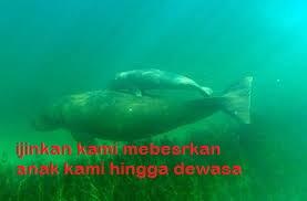 ~MENGENAL LEBIH DEKAT SI IKAN DUYUNG (YANG BELUM KENAL MASUP)~