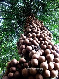 Mengenal Buah Kepel, Kegemaran Puteri Raja